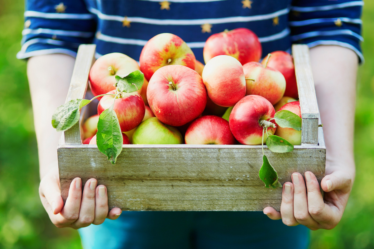 Read more about the article Apple and Pumpkin Picking Tips